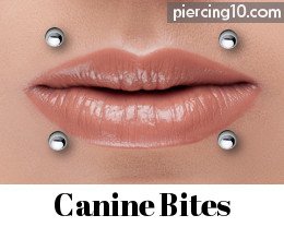 piercing canine bites